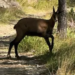 Апартаменти Mountain Bliss Duplex - Fee *